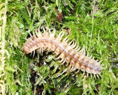 Polydesmus complanatus illyricus