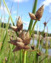 Bolboschoenus maritimus paludosus