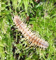 Polydesmus complanatus illyricus
