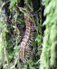 Polydesmus complanatus illyricus