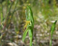 Pterostylis tasmanica