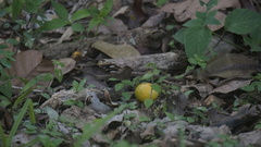 Hermeuptychia canthe