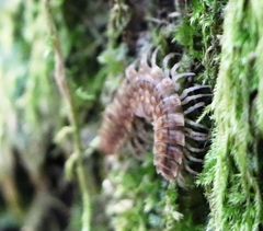 Polydesmus complanatus illyricus
