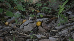 Hermeuptychia canthe