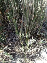 Hypodiscus procurrens