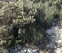 Hypodiscus procurrens