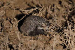 Atelerix frontalis frontalis
