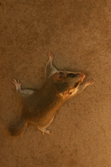 Graphiurus