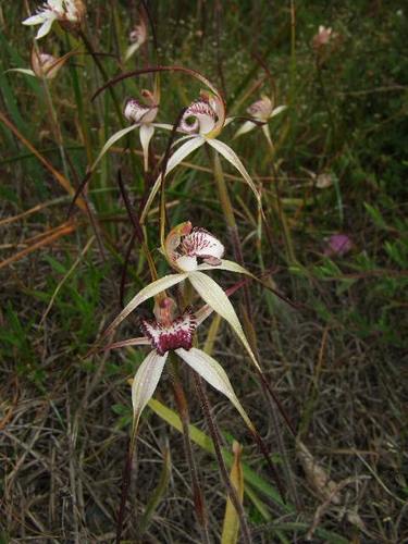 Caladenia hastata