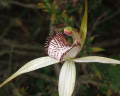 Caladenia hastata