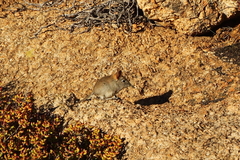 Elephantulus rupestris