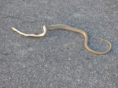 Psammophis sibilans