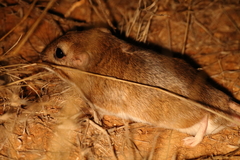 Gerbilliscus