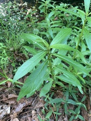 Hygrophila lacustris