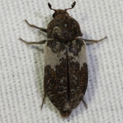 Dermestes marmoratus