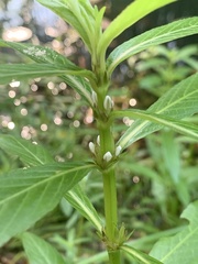 Hygrophila lacustris