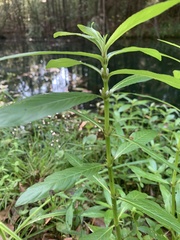 Hygrophila lacustris