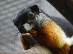 Callosciurus prevostii