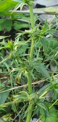 Eryngium expansum