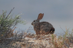 Pronolagus rupestris