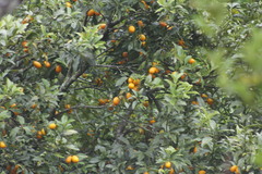 Citrus japonica