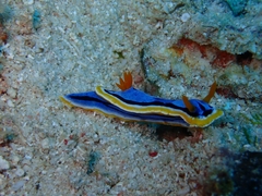 Chromodoris annae