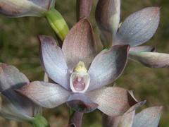 Thelymitra epipactoides