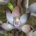 Metallic Sun-Orchid - Photo (c) Reiner Richter, some rights reserved (CC BY-NC-SA), uploaded by Reiner Richter
