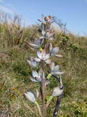 Thelymitra epipactoides