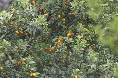 Citrus japonica