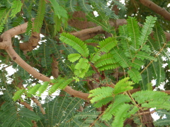 Parkia biglobosa