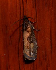 Cryptaspasma sordida