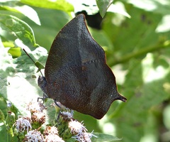 Memphis moruus