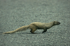 Herpestes pulverulentus