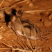 Large-eared Mouse - Photo (c) markus lilje, some rights reserved (CC BY-NC-ND), uploaded by markus lilje