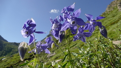 Aquilegia alpina