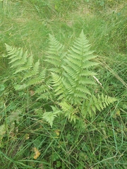 Dryopteris carthusiana
