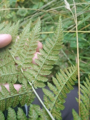 Dryopteris carthusiana