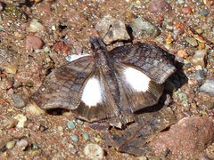 Theagenes albiplaga