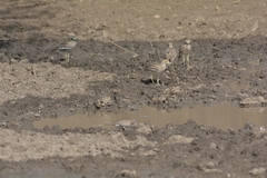 Burhinus indicus