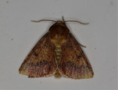 Pyrrhia aurantiago