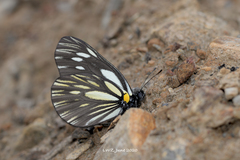 Aporia harrietae