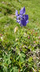 Aquilegia alpina