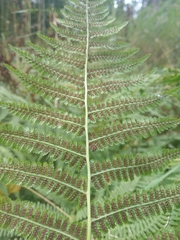 Athyrium filix-femina
