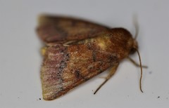 Pyrrhia aurantiago
