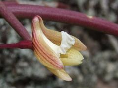 Dendrobium striolatum