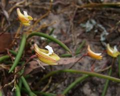 Dendrobium striolatum