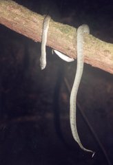 Bothrops bilineatus smaragdinus