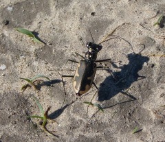 Eunota circumpicta