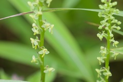 Herminium clavigerum